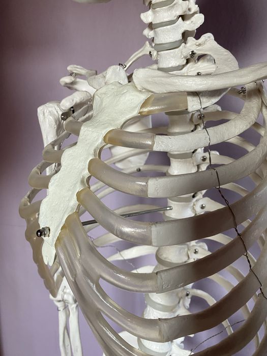 Szkielet człowieka model anatomiczny