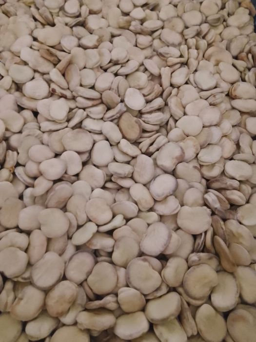 Bób rambos nasiona. Cena za kg