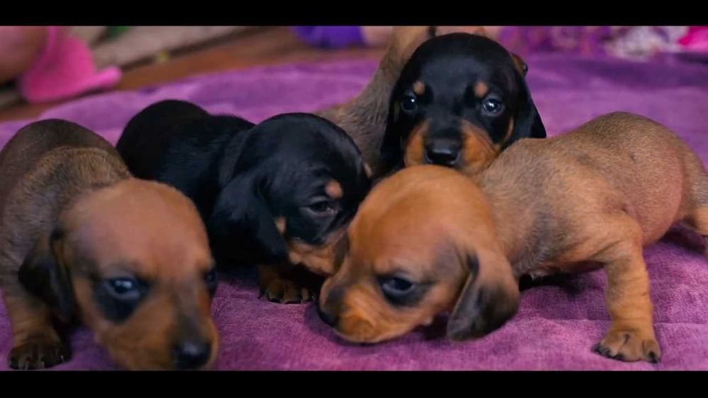 Цуценята міні такси