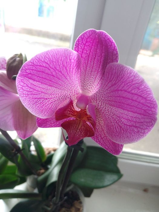 Орхідея в гарному стані