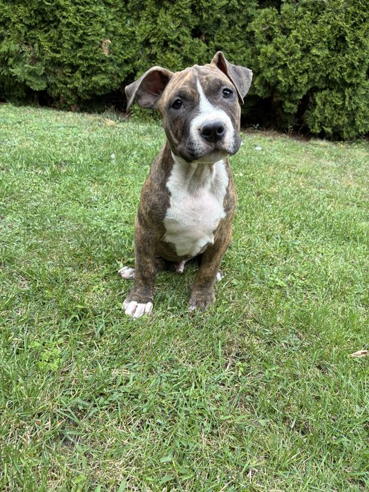 Piesek rasy American Bully