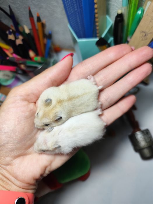 Джунгарські хомячки дітки