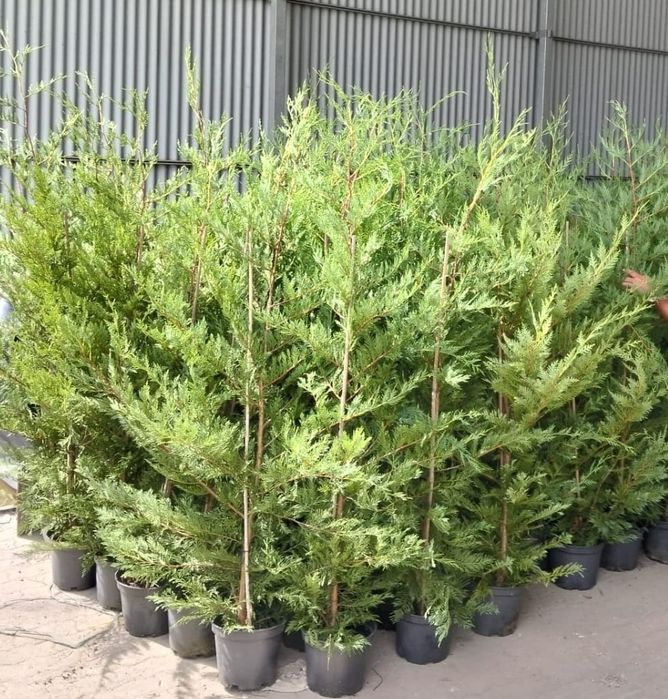 Planta leylandii para sebe. Cedro