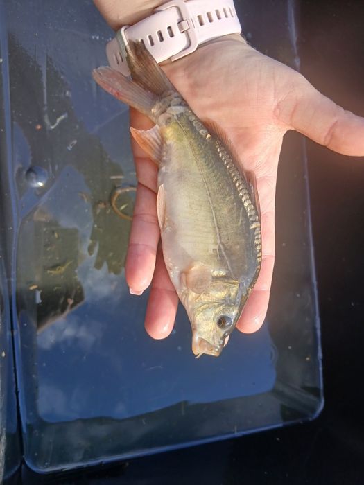 Karp 15-20cm lin amur sandacz