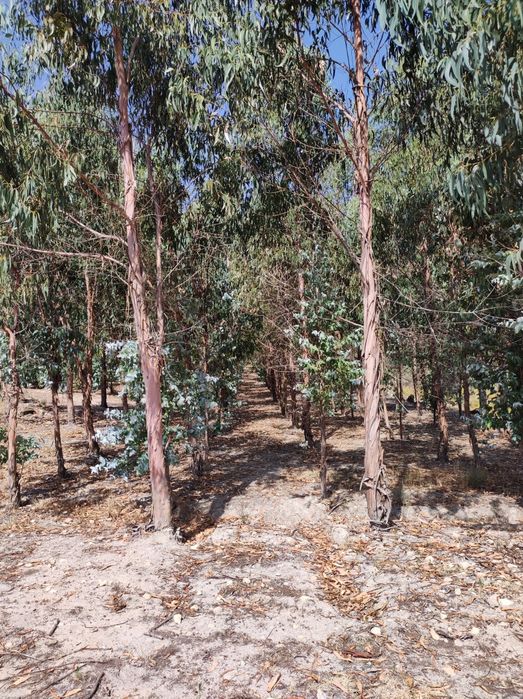 Terreno Eucaliptos