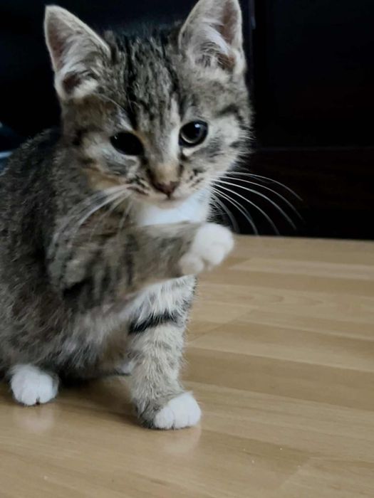 Oddam małą kotkę w dobre rece