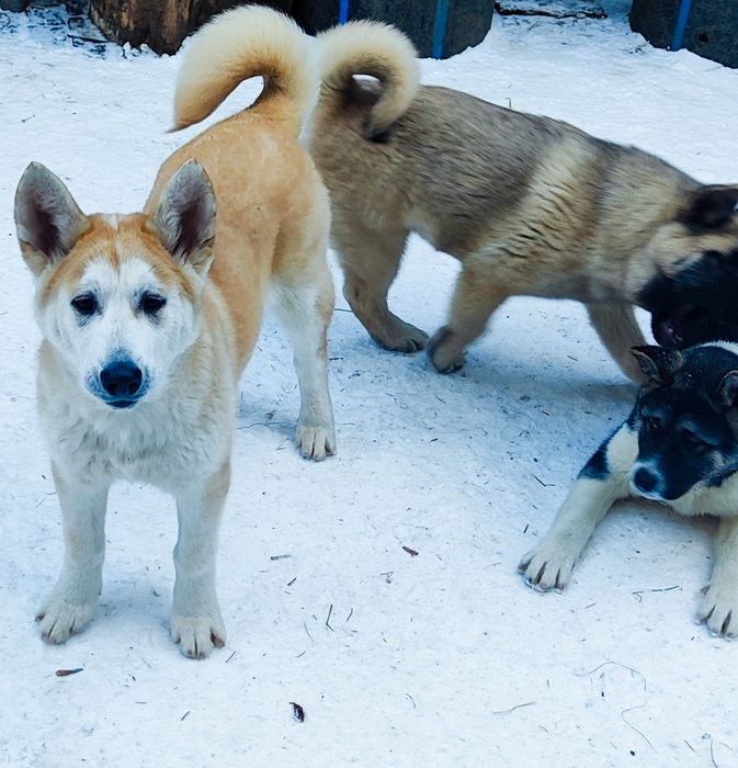 Цуценята американска акіта