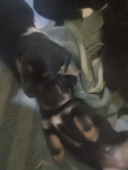 отдам в добрые руки