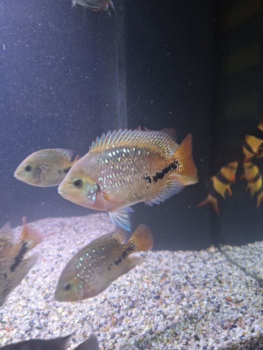 Pielęgnica Wielobarwna