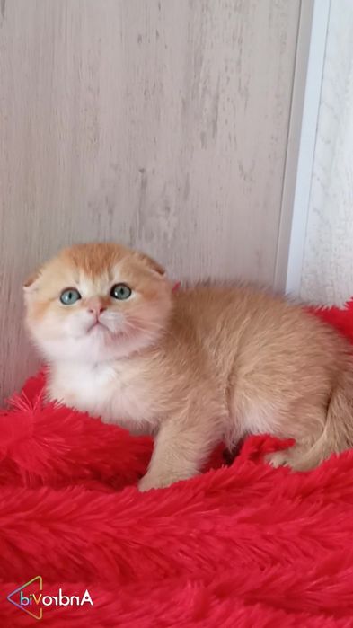 Висловухие и прямоухие котята золотые шиншиллы
