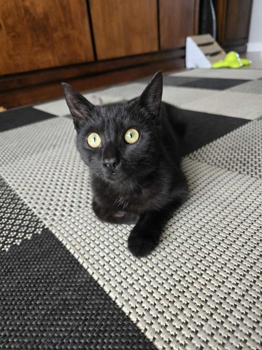 Ciastek z Fundacji Miasto Kotów