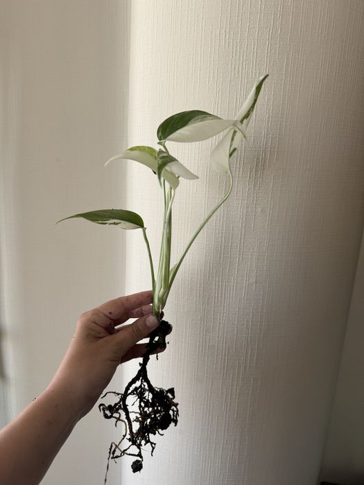 Монстера Альба Variegata
