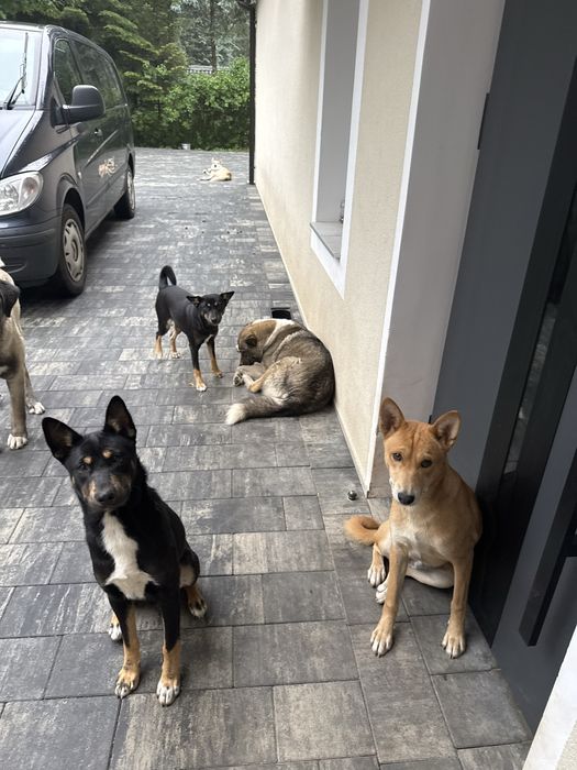 Pies  Łajka zachodniosyberyjska /Basenji