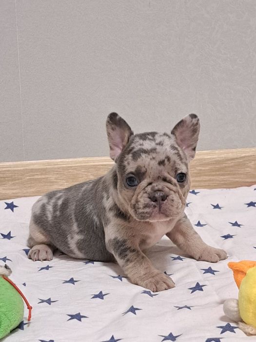 Солоденькі малючки бульдожки! Розплідник! Доставка по Україні та за ко