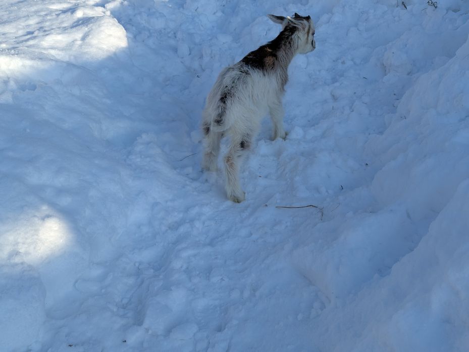 Продам козенята, кози