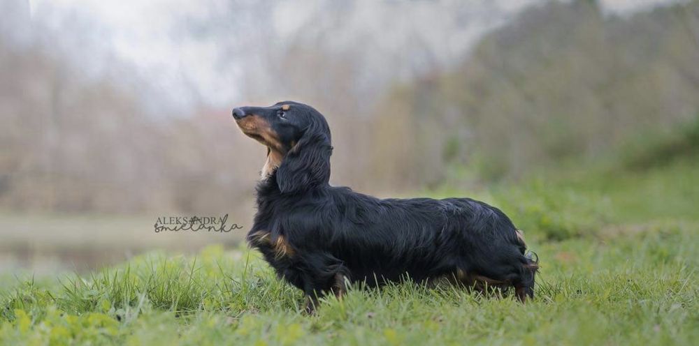 Jamnik długowłosy standardowy