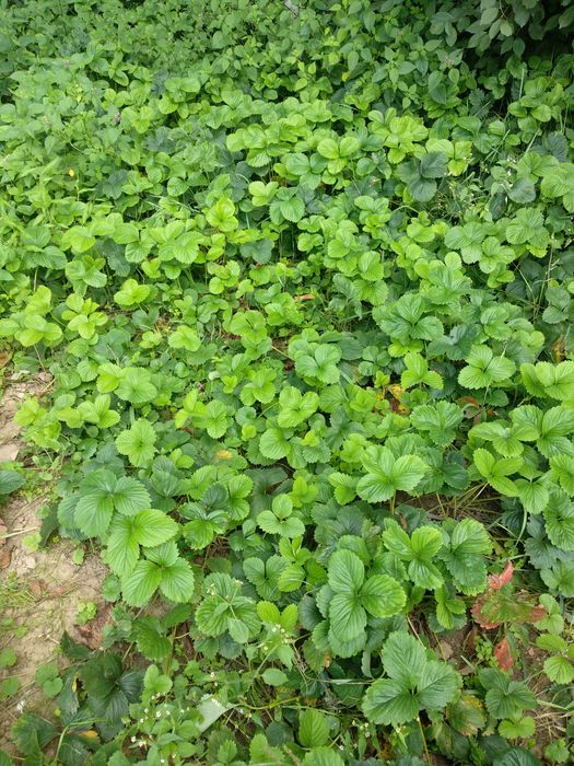 Truskawki 20 sadzonek