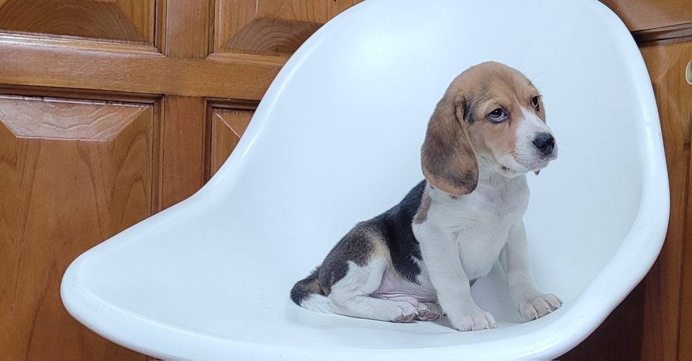 Beagle macho bebé