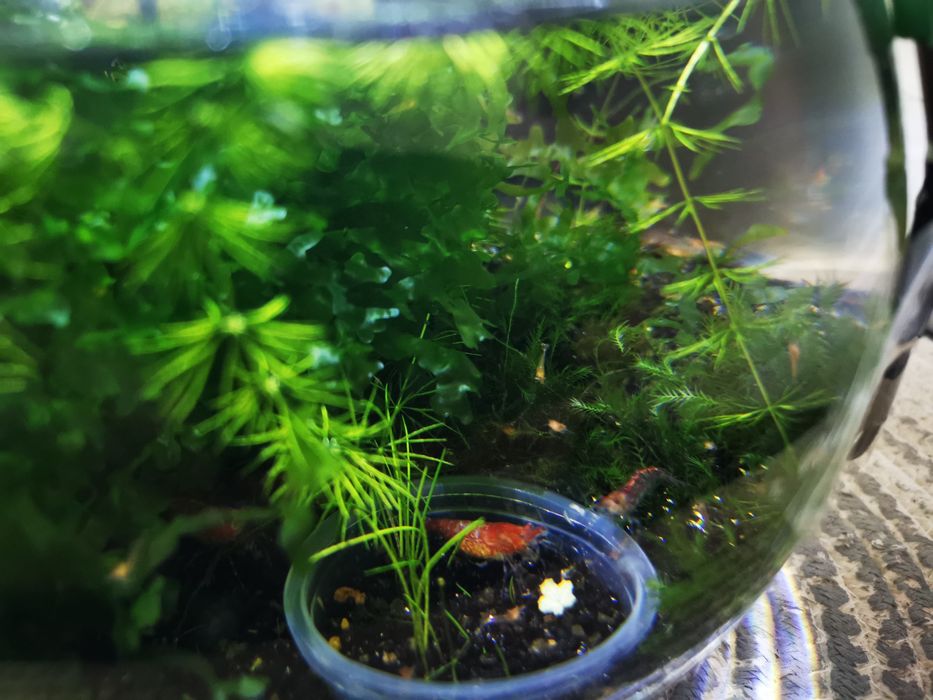 Camarões red cherry - Neocaridinas