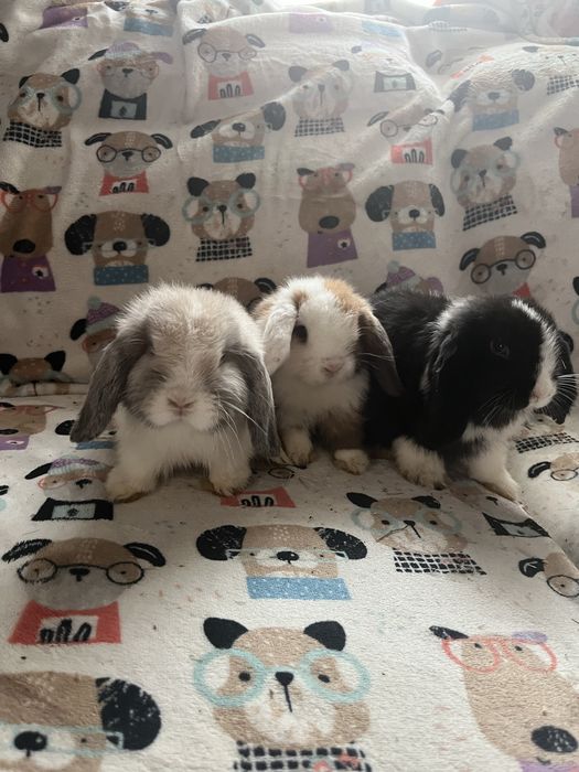 Sprzedam króliczków mini lop