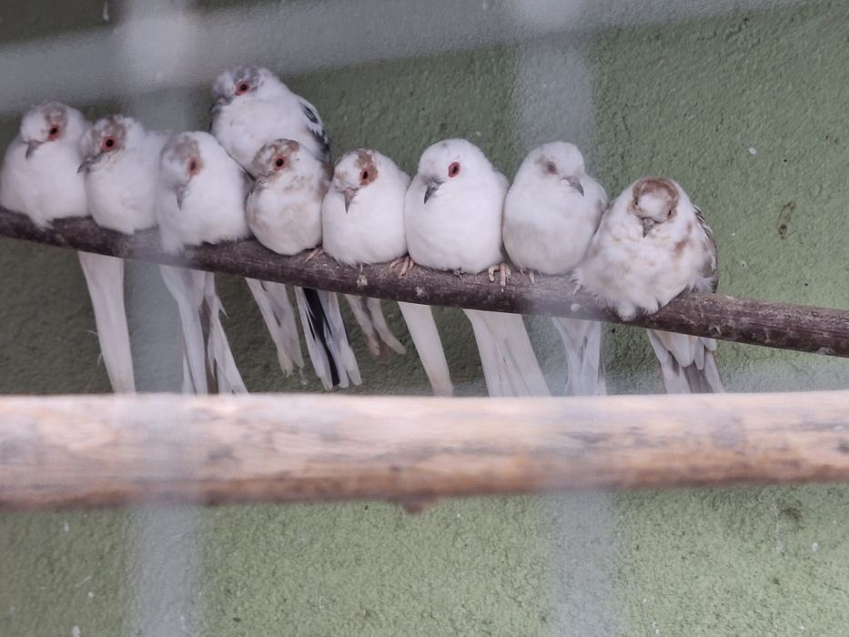 gołąbki diamentowe