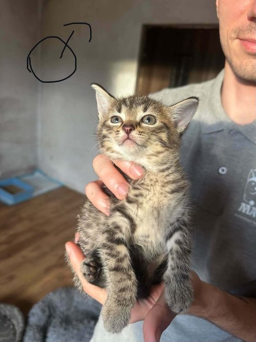 Kociątka do adopcji