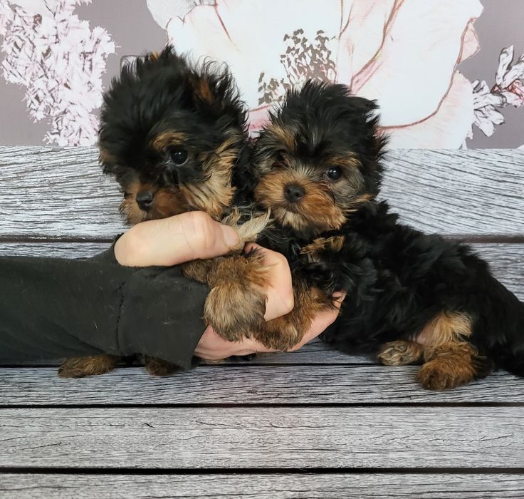 Маленькі міні дуже гарні йорки