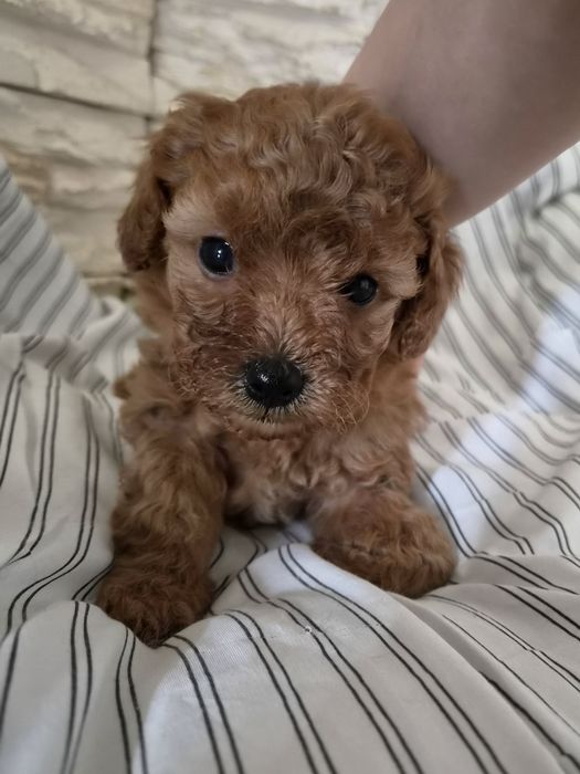 Suczka CAVAPOO Szczeniak