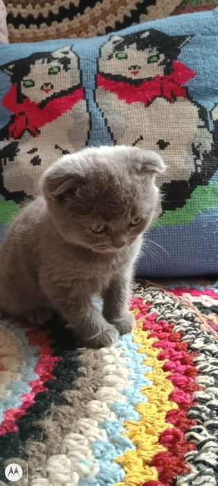 шотландські котики висловухі