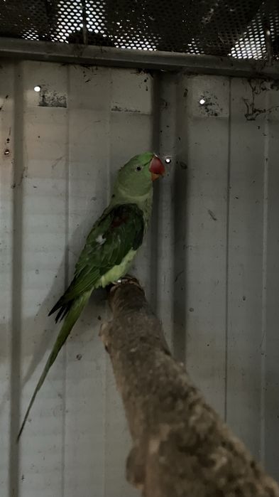 Grande alexandre e pionus sinilus