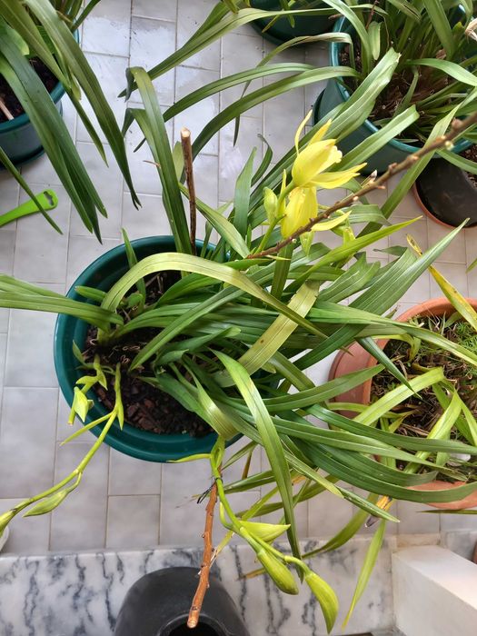 Vasos de Orquideas Amarelas Novas