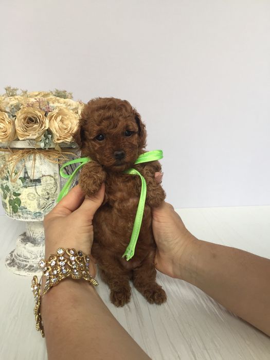 VIP Той-Пуделі  чарівні крихітки чекають на вас