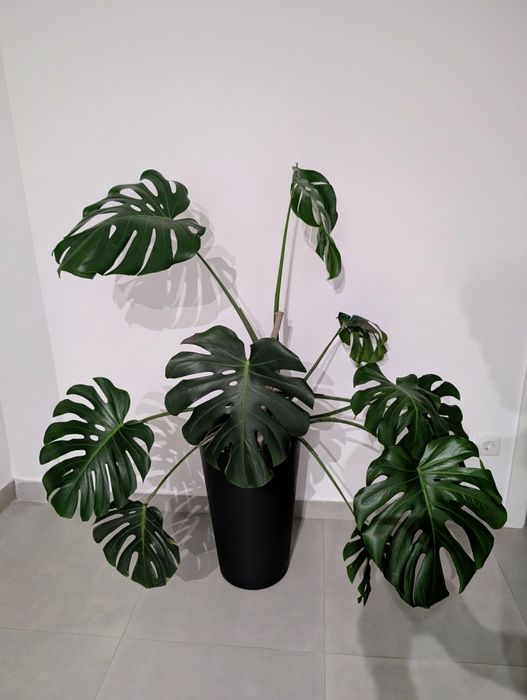 Planta Monstera Deliciosa Costela de Adão