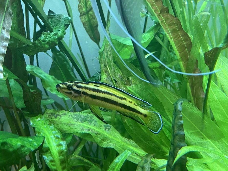 Szczelinowiec rybka tanganika julidochromis