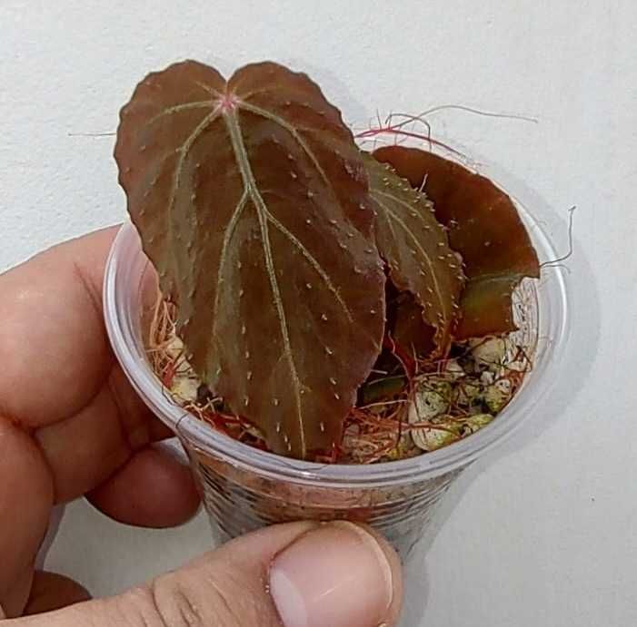 Begonia goegoensis, B. burkillii ‘Dark Form’, lub B. pavonina