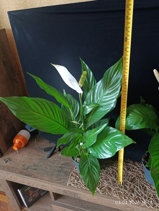 спатіфілум - жіноче щастя