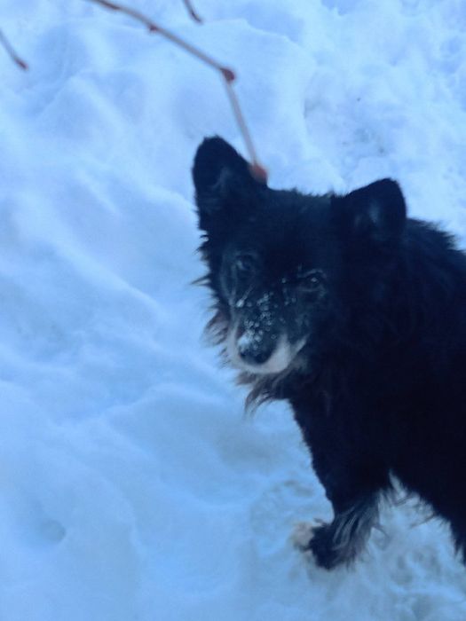 Максік шукає люблячого господаря