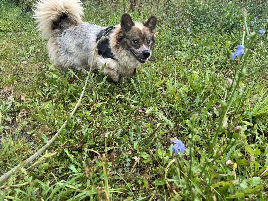 On chyba nigdy nie znajdzie domu. Traci wzrok i nadzieję