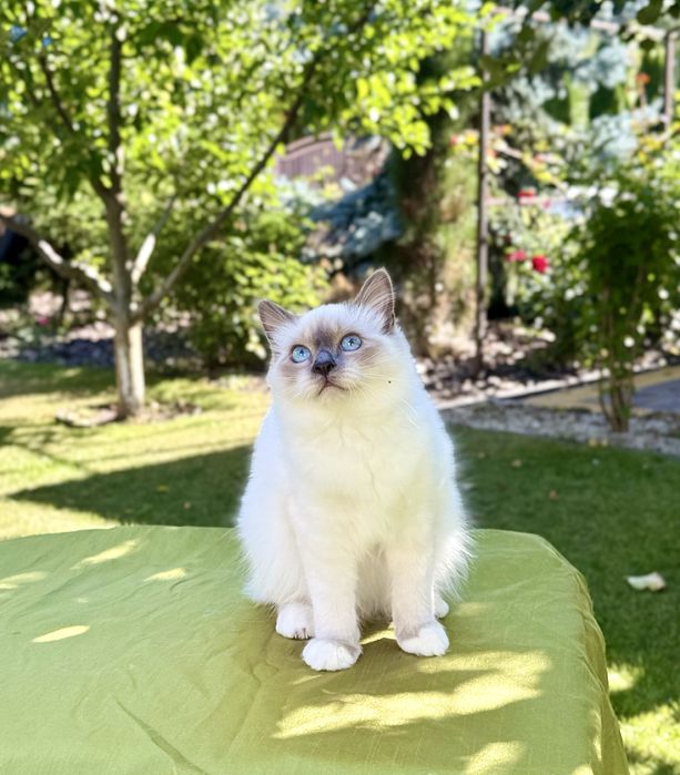Кошеня Священної Бірми родовід FIFe