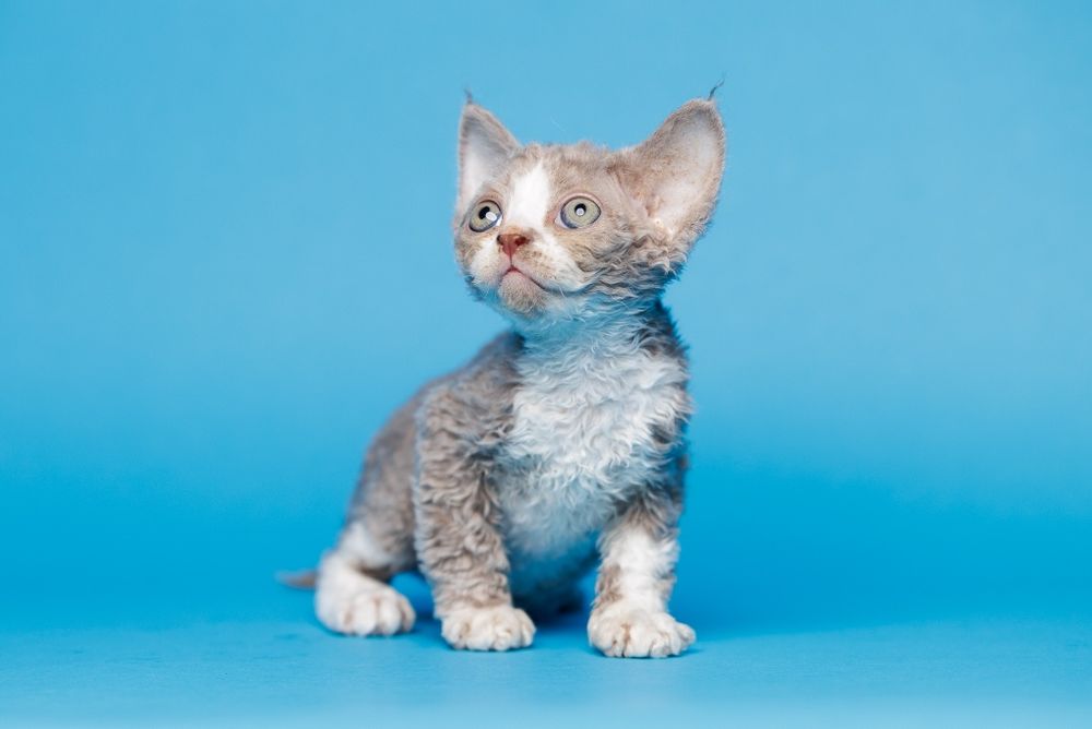 Devon Rex* Kocurek French Kiss* liliowy bicolor