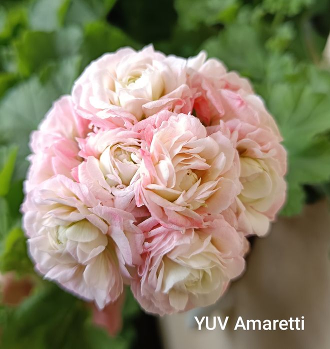 YUV Amaretti pelargonia