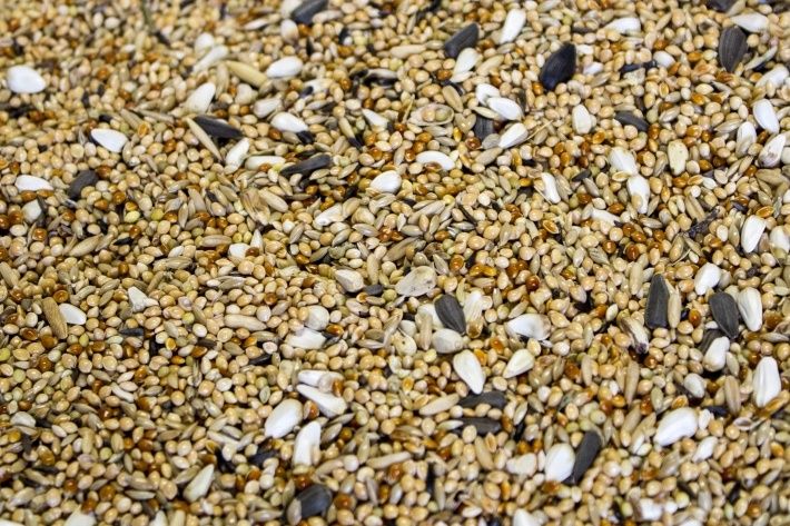 Mieszanka pokarm papuga falista 20 kg papuga mała