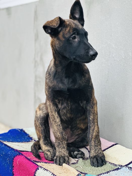 Хердер!- голландская овчарка! Пацан Эрик!