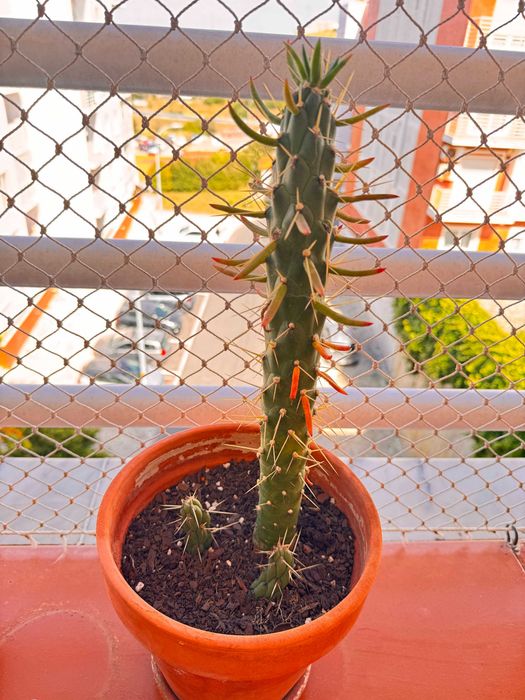 Cactus plant with terracotta pot Cato com vaso de terracota