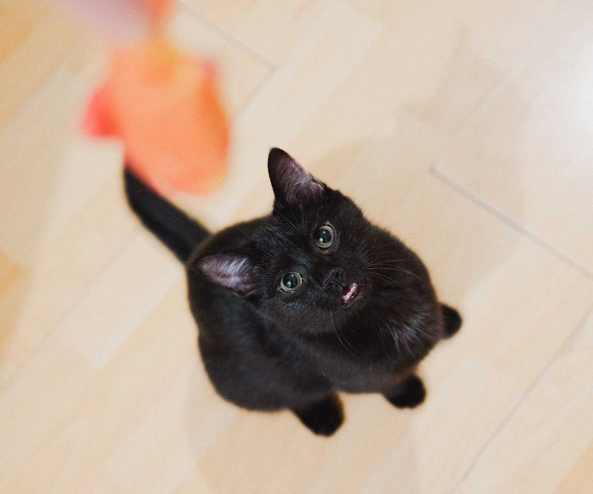 Kotka do adopcji - ADORA, 1rok