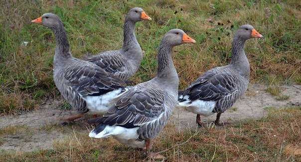 Гусячі яйця для виводку