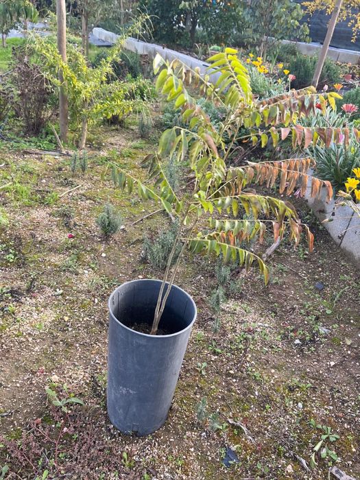 Murraya koenigii (Árvore-do-Caril)