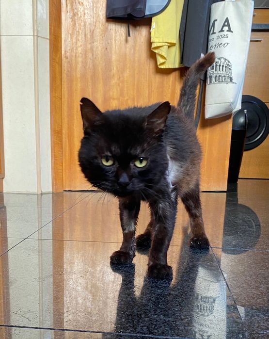 Gato preto para adoçao
