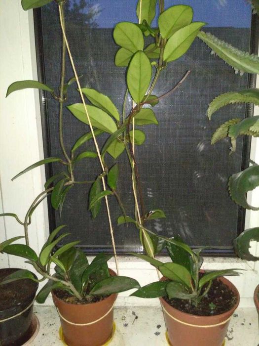 Продам Хоя (Восковик), кактус.