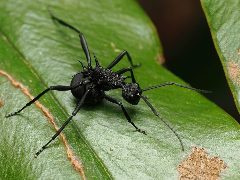Мурахи Polyrhachis armata